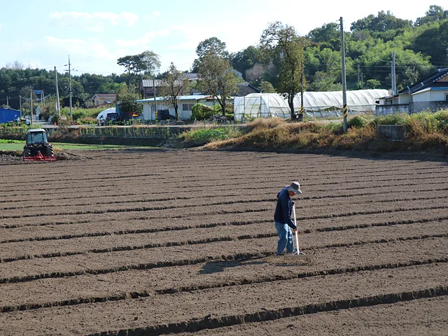 마늘을 심기위해 땅고르기를 하고 있는 유인길 이장 (2)
