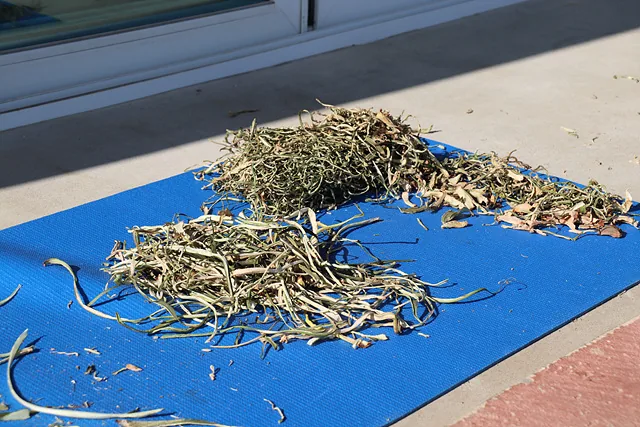 ##토란대말리는중