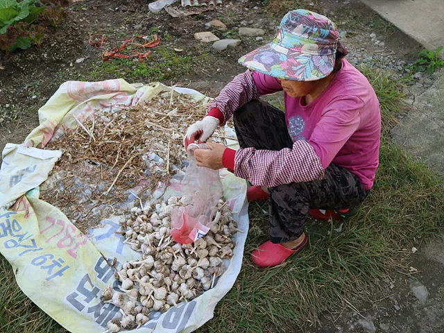 이차계할머니 (4)