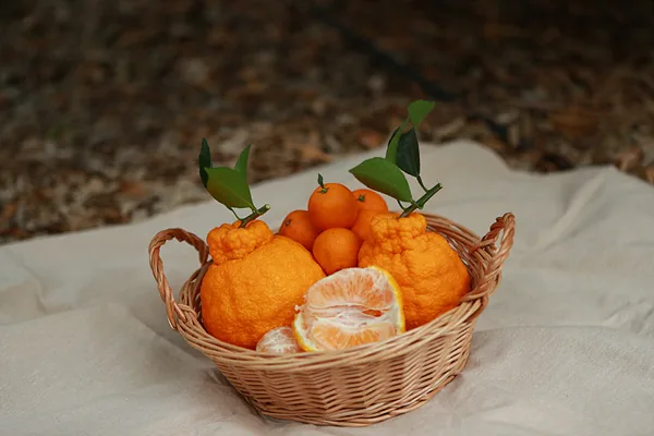 #바구니에 담긴 감귤과 한라봉 (2)