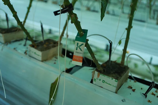 #셀렉 농약을 줄여쓰기 위해 해충천적을 이용