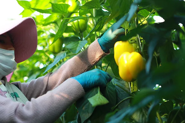 #셀렉 순고르기를 하고 있는 작업자