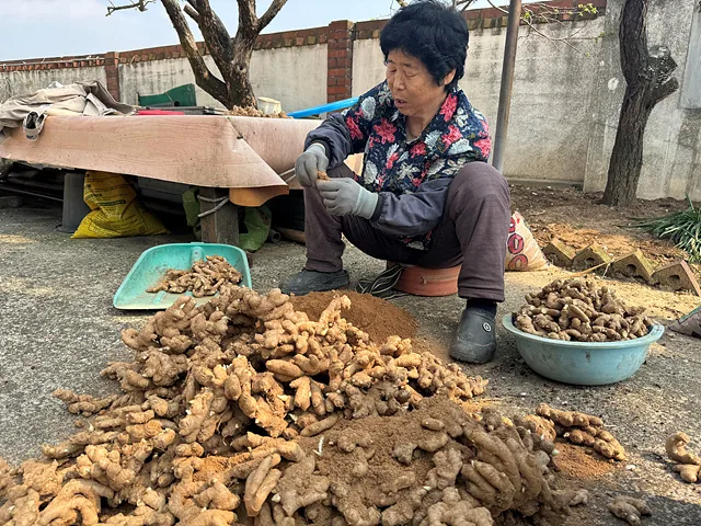 토종생강 다듬는 구자예어르신