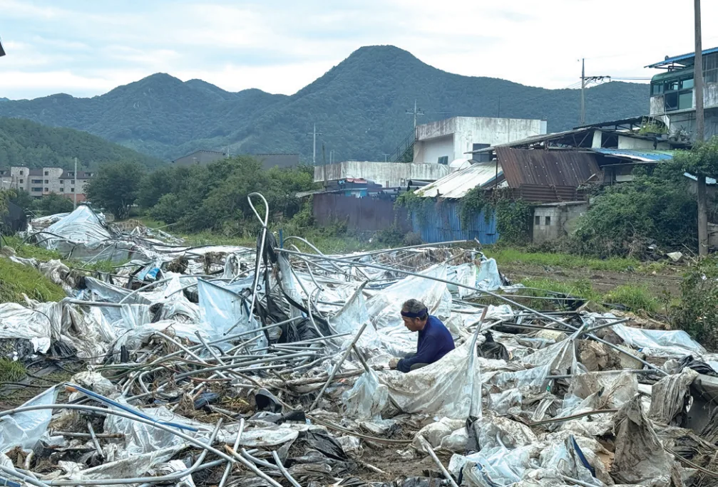 무너진 비닐하우스 철근을 분해하는 내촌마을 주민