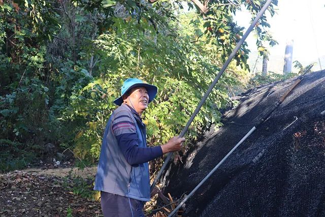 감 따는 완채 어르신 (1)