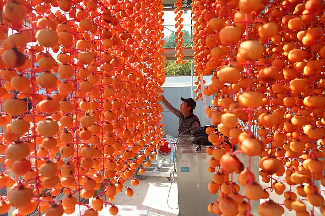 곶감 작업을 하는 최상운 씨