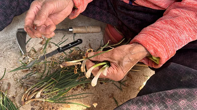 쪽파를 다듬는 과정 (1)