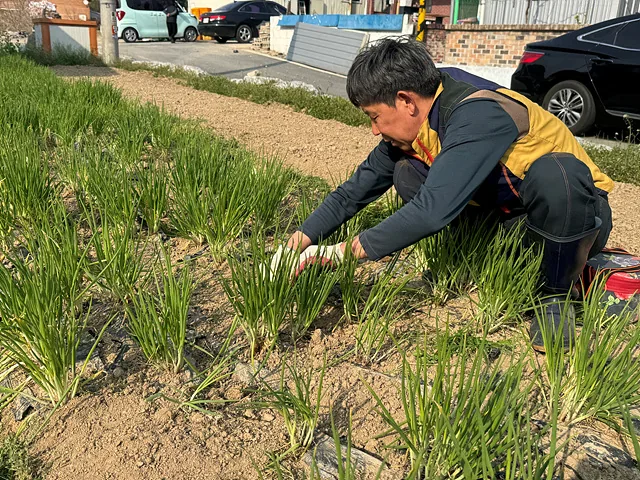풀 뽑는 김용호씨 (2)