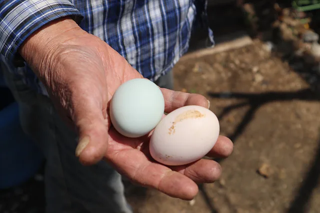 갓 나온 달걀 (1)