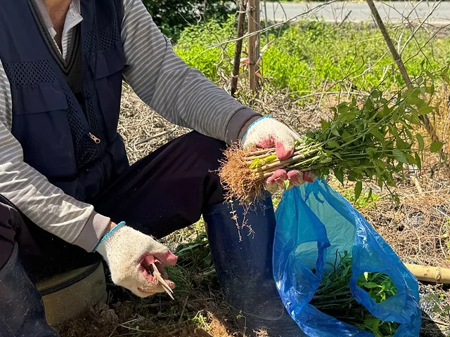 #황매화 모종 다듬는 중