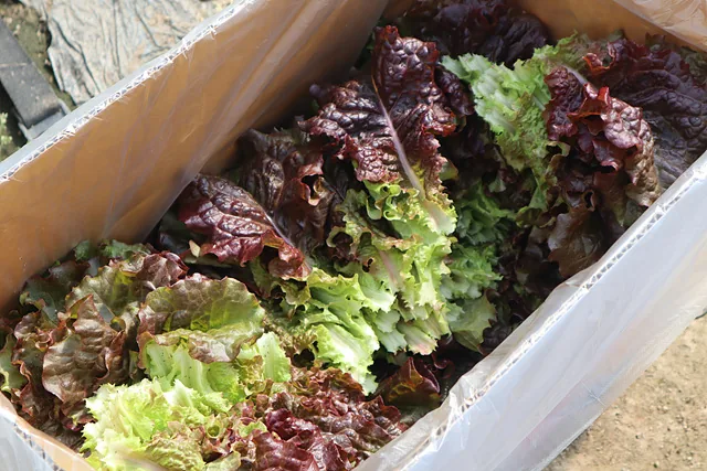 상자에 담긴 상추