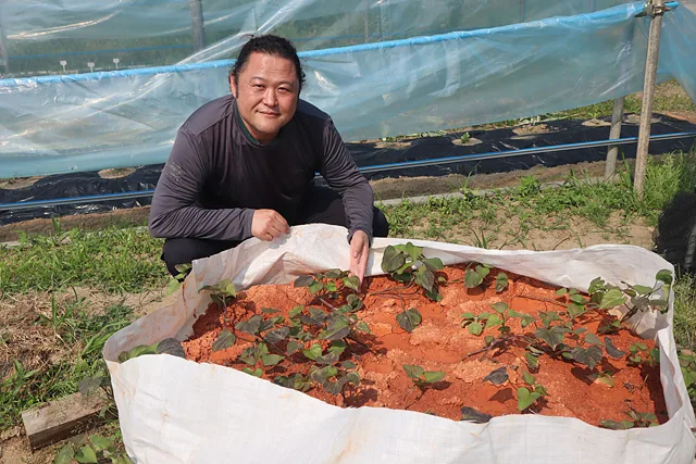 #아버지의 황토를 가져와 고구마를 심은 재선 씨