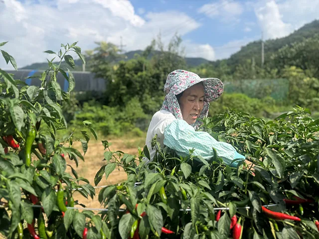 고추 따는 이종복 어르신
