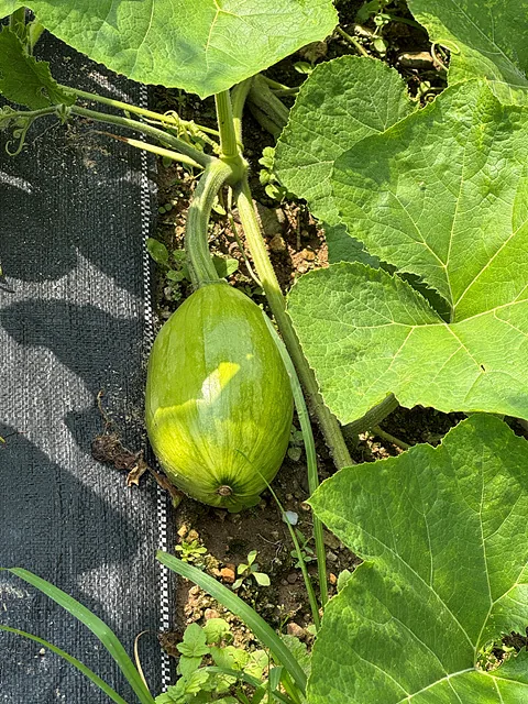 고추밭 옆에 열린 호박