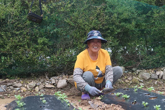 #배추밭에서 턱괴기 작업을 하는 강수재 어르신