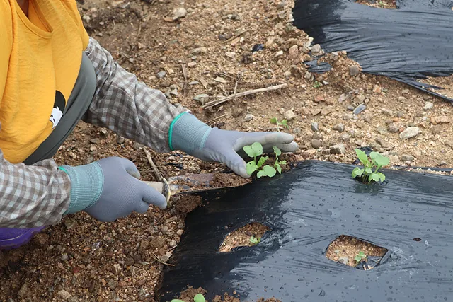 배추 줄기가 꺾이지 않도록 꺼진 흙을 다시 채우고 있다 (2)
