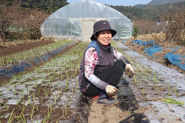 양파 심는 김경오 씨 (1)