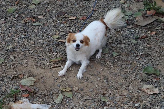 영애 어르신의 반려견 예쁜이(5살)