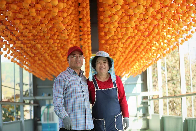 50여 년 동안 곶감농사를 이어온 전병옥·현옥춘 부부가 잘 말라가는 곶감을 배경으로 서 있다.