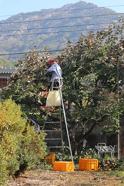 감 따는 병옥 어르신 너머로 천등산이 보인다 (1)