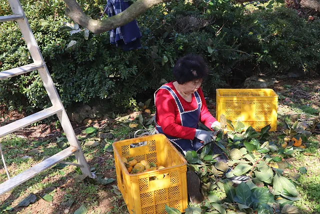 감꼭지 손질하는 옥춘 어르신 (2)