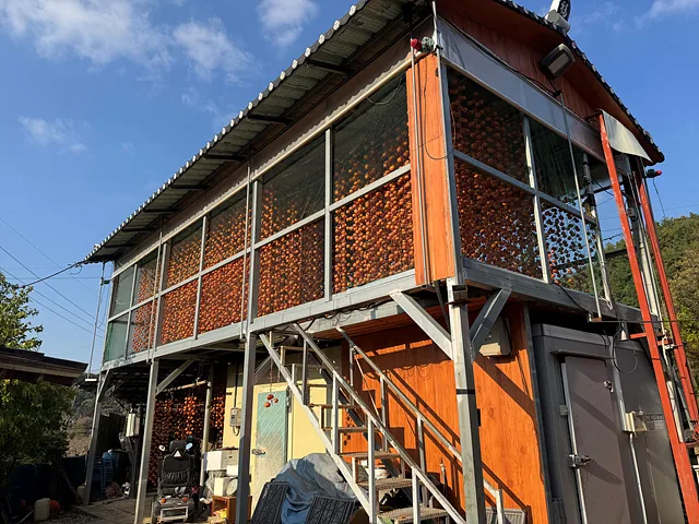 자식들과 같이 깎은 감이 덕장에서 잘 건조되고 있다.