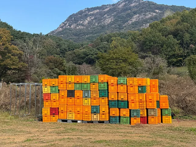 #올해 작업한 감 박스