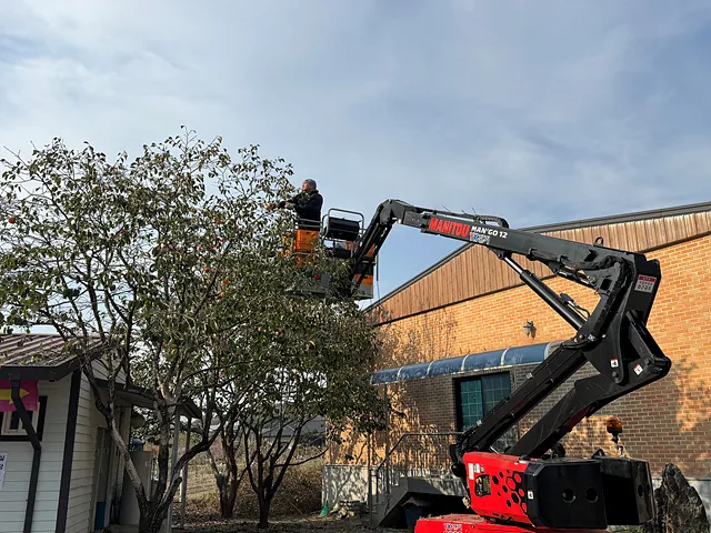 #건설보수작업차로 감따는 김수홍씨 (3)