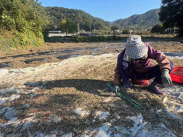 팥 터는 강옥순 어르신 (3)
