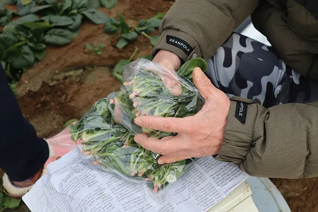 시금치 포장 중