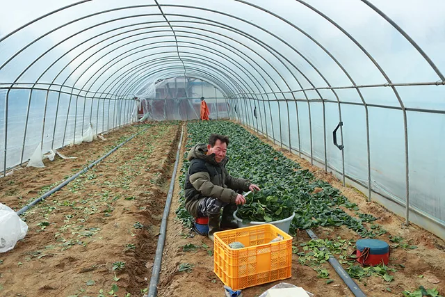 하우스에서 다음날 로컬푸드직매장에 납품할 시금치를 수확하고 있다.