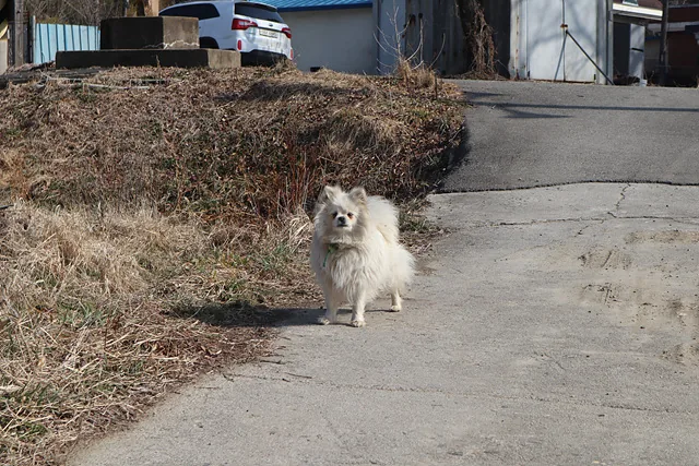 물골안 마을지킴이 반려동물들