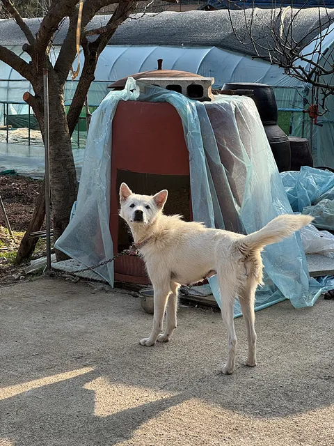 3. 흰둥이 4살