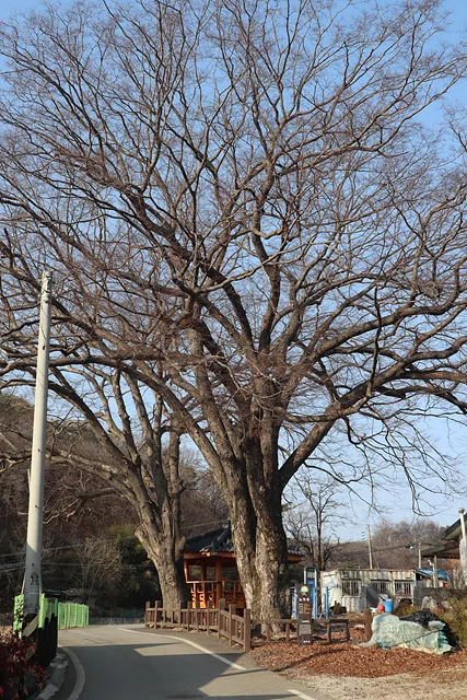 [노거수 아래, 봄이 오는 원수선마을] 꽃지짐 부치던 회꼬골 추억은 보름으로 이어지네