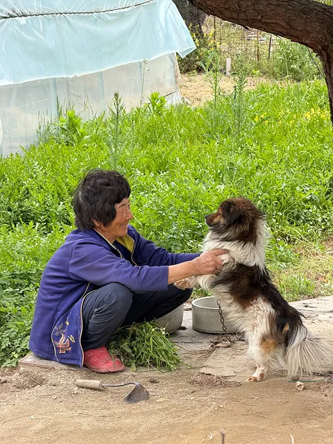 밭일을 마치고 복실이와 눈을 마주치며 놀아주는 최함임 어르신